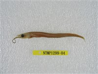 藏品(間下鱵)的圖片